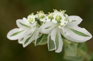 Euphorbia_marg