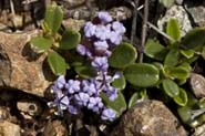 Ceanothus_prost