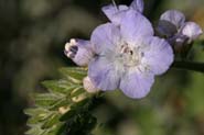 Phacelia_dist