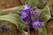 Phacelia_humilis