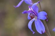 Delphinium_scap