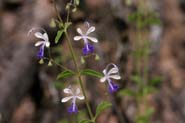 Trichostema_ariz