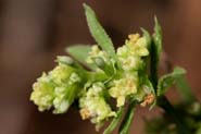 Galium_fendleri