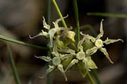 Asclepias_macro