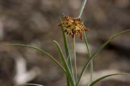 Fritillaria_atro