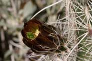 Echinocereus_vir-cyl