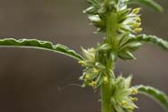 Amaranthus_acanth