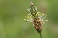 Plantago_lan