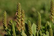 Plantago_virg