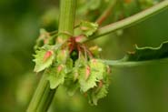 Rumex_obt