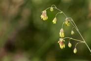 Thalictrum_fend