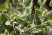 Aristolochia_wri