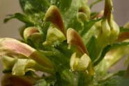 Pedicularis_canad