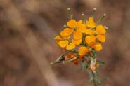 Erysimum_cap-cap