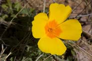 Eschscholzia_cal-mex