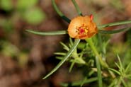 Portulaca_suff