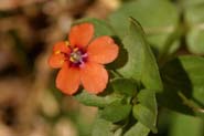 Anagallis_arv