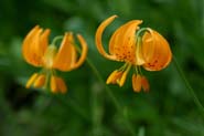 Lilium_columb