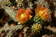 Cylindropuntia_virid