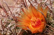 Ferocactus_wisl