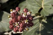 Asclepias_solan