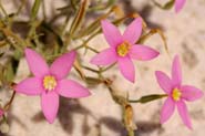 Centaurium_mar