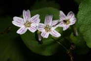 Claytonia_cord