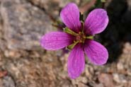 Erodium_tex