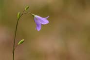 Campanula_rot