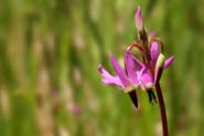 Dodecatheon_pulch