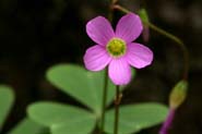 Oxalis_alpina