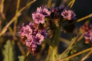 Phacelia_integ