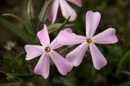 Phlox_longifolia