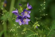 Polemonium_fol-mol