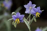 Solanum_elaeag