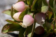 Vaccinium_caes