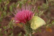 Cirsium_och-mar