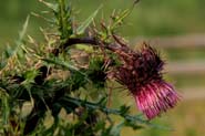 Cirsium_vin