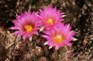 Coryphantha_mac