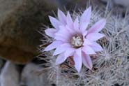 Coryphantha_tub