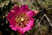 Cylindropuntia_imb