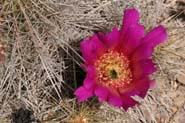 Echinocereus_str