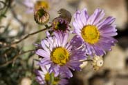 Erigeron_argent