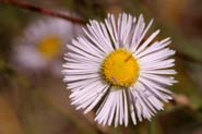 Erigeron_diver