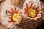 Mammillaria_las