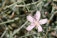 Stephanomeria_exi