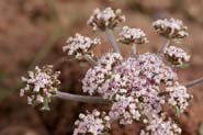 Lomatium_nev