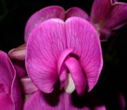 Lathyrus_lat