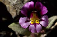 Mimulus_meph