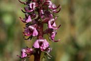 Pedicularis_groen